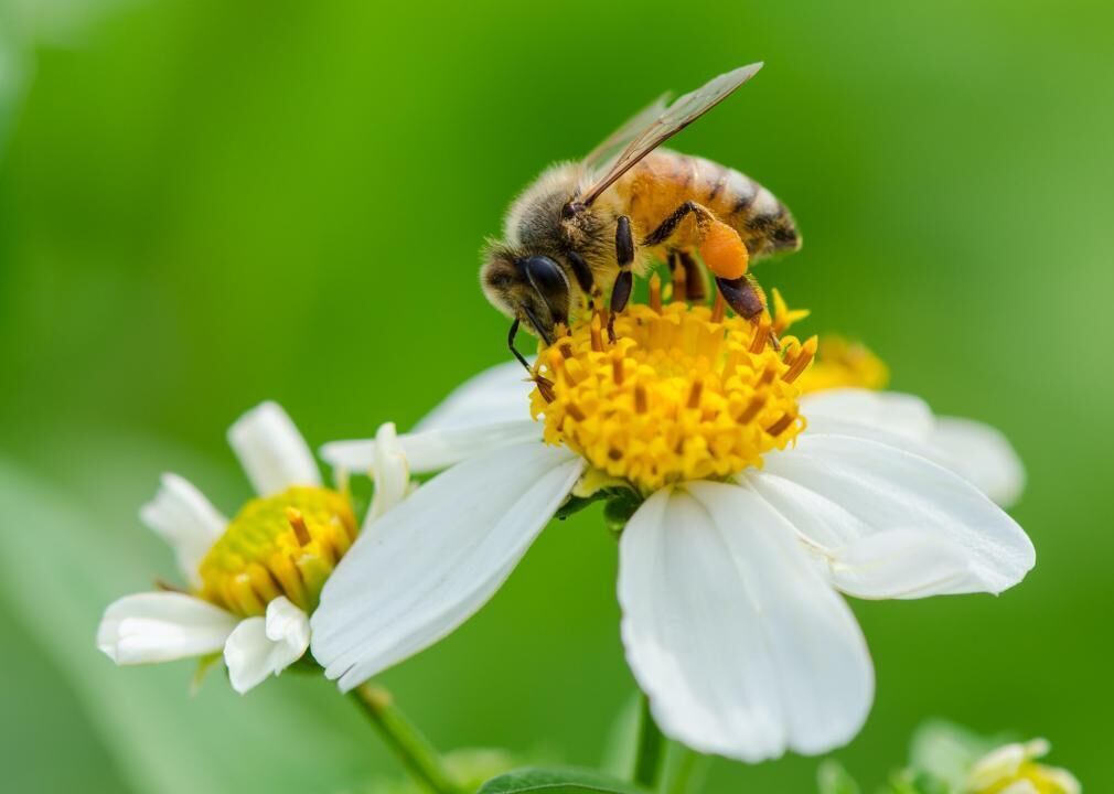 Pollination is an 'ecosystem service' under threat